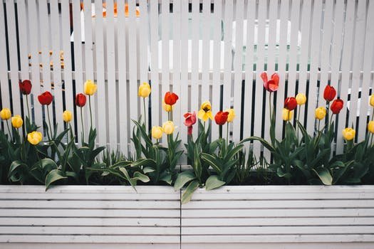 Quelle plante mettre devant une clôture ?